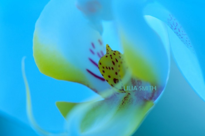 LILIA-SMITH