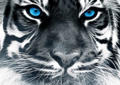 thumbnail_tigre-de-ojos-azules